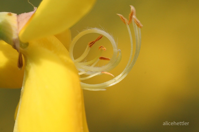 Ginster (Genista sp.)